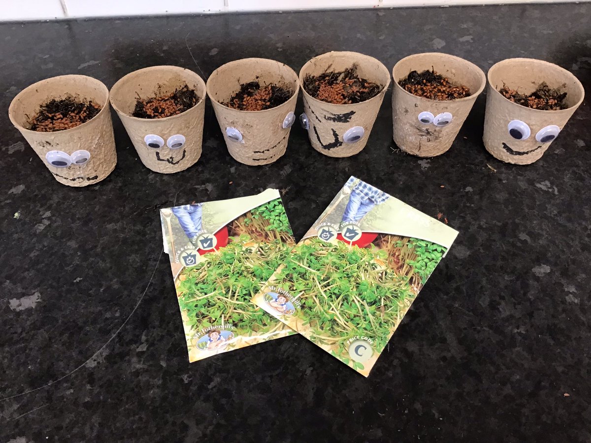 therookeries's tweet image. We have really enjoyed learning about our story The Tiny Seed, we have planted Sunflowers and investigated how they grow. Today we planted cress seeds to create our own cress heads.
#investigatingnature #nurseryfun