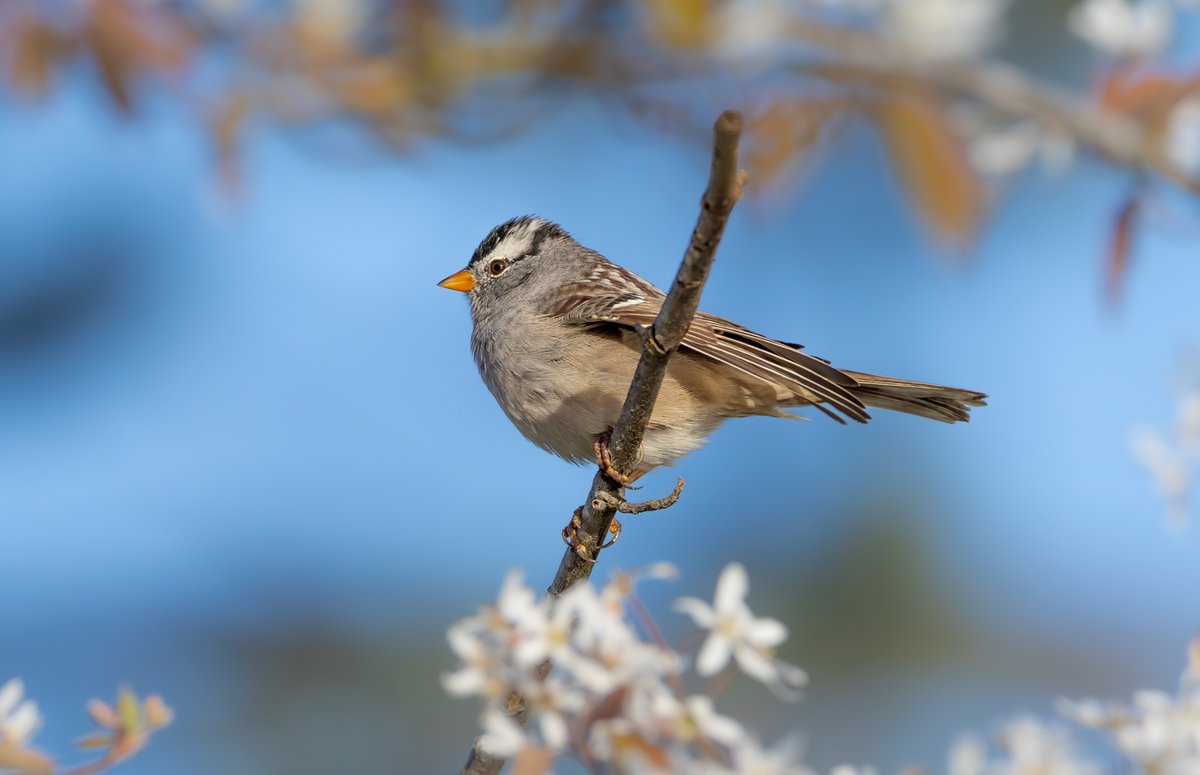 looks like some sort of Sparrow, and it has a white crown..hmmm. #naturephotography #wildlife #nature #birding #britishcolumbia #Canada #Vancouveran #wildlifephotography #birdsofbc #canon #canonphotography #wild #birds #bestbirds #birdsofCanada #canonmirrorless #planetbirds