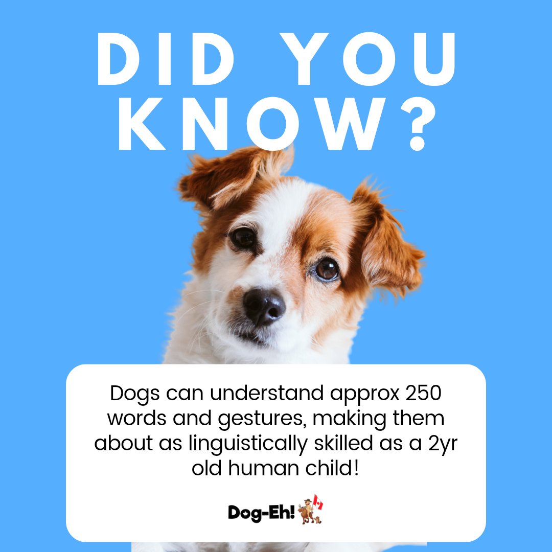 🗣️🐕 How many words do you think your pup understands? Experts say they can learn up to 250! Drop your guess in the comments and let's see who has the chattiest dog! #dogfacts #dogdidyouknow #dogintelligence #smartdogs