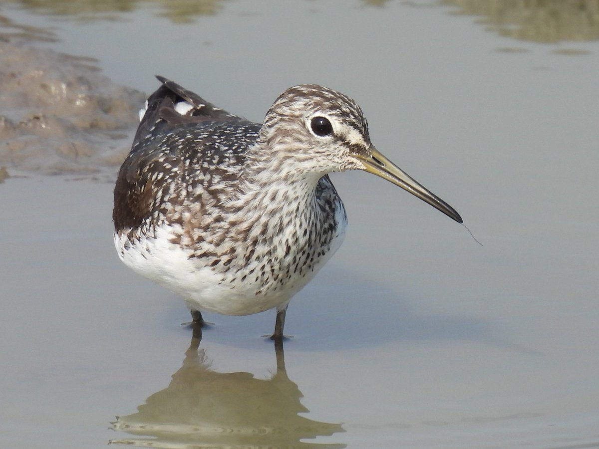 Here's looking at you! Green Sandpiper for #WaderWednesday.
