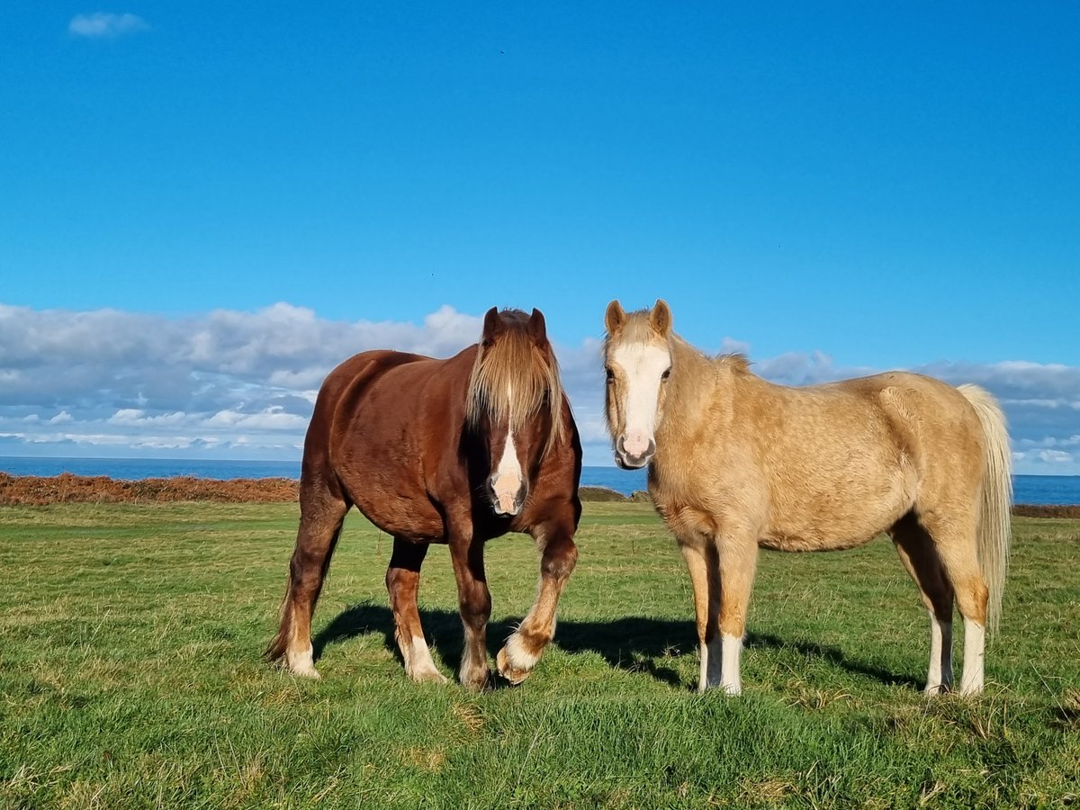 The Section B Welsh Pony has been added to the new Rare Breeds Survival Trust Watchlist published today, following a marked decline in dams registering progeny. Read the full article here : rbst.org.uk/news/new-rbst-… 📷Welsh Sec B - APJ #RBSTWatchlist24