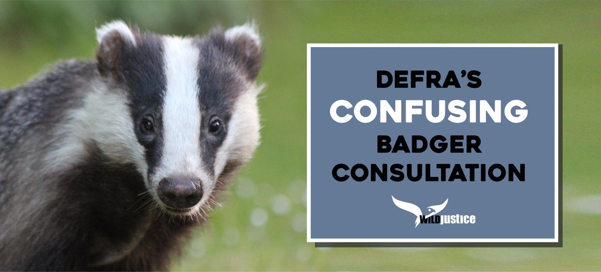 Last month we wrote to Defra about their latest public consultation on Badgers. We believe it contains insufficient information/evidence about their proposals. We think the consultation is confusing & unclear. So we asked our supporters about it & 1000 of you responded. 1/6