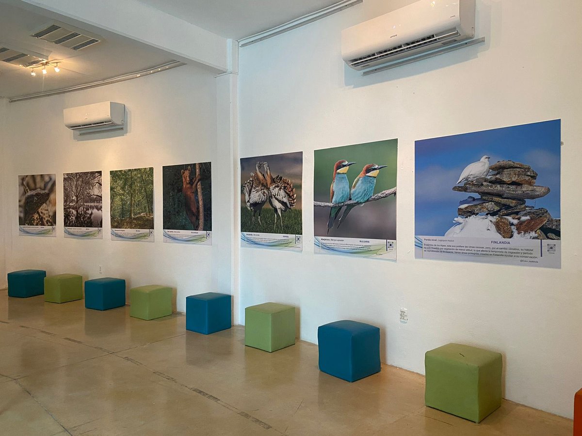 Amig@s, les invito a que visiten la exposición fotográfica sobre biodiversidad y cambio climático que autoridades de la Unión Europea inauguraron en #QuintanaRoo. 🤲🏼🙋🏽‍♀️ La muestra estará disponible de manera gratuita en: 🖼️ Planetario de Cancún Ka’Yok’, del 12 de abril al 11 de…
