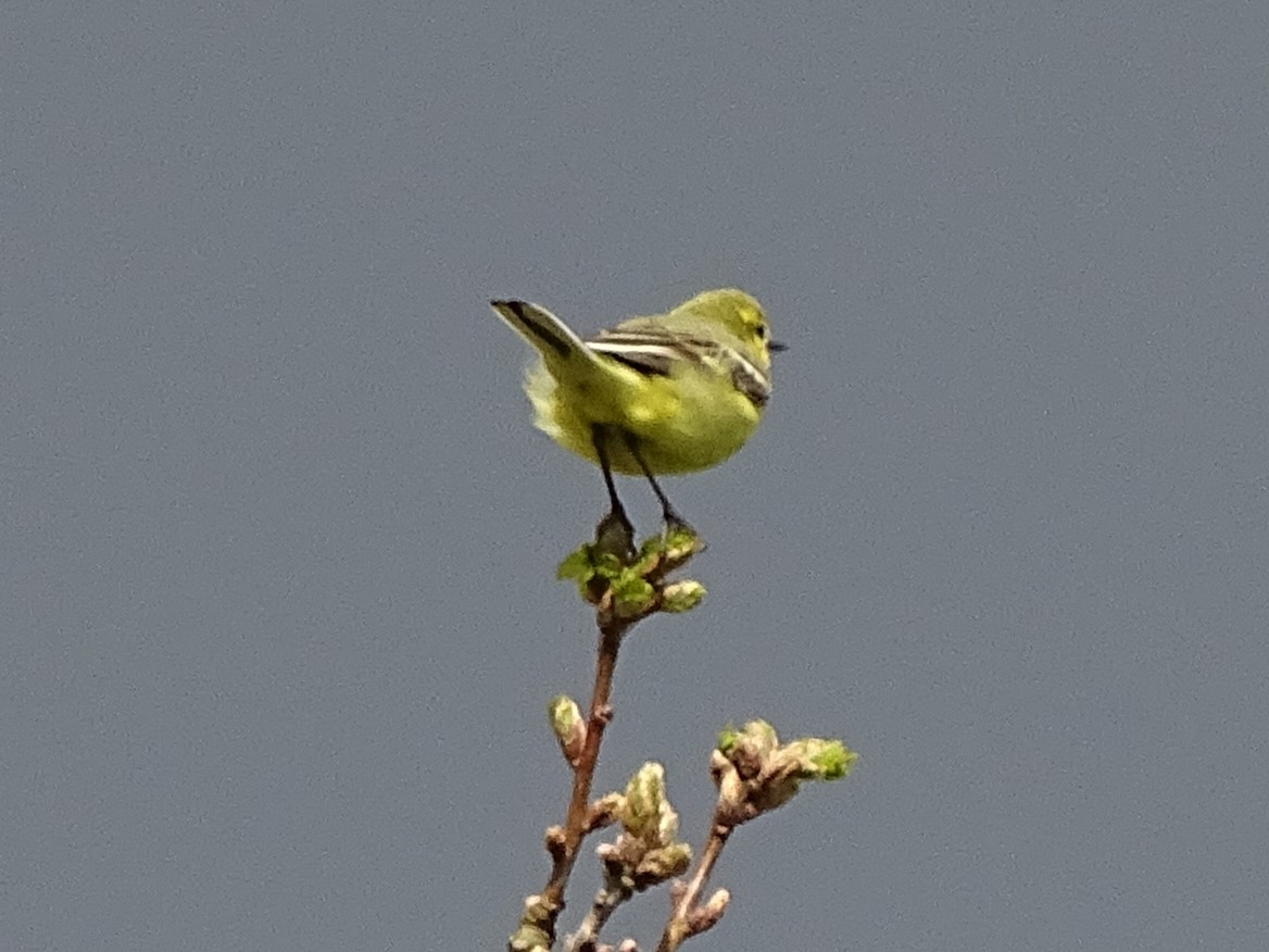 My walk started off quiet for birds but then within the space of a minute I had 2 new birds for the year with a Whitethroat and a Yellow Wagtail. The Yellow Wagtail was particularly exciting as I don't always see one yearly and they are so stunning too!