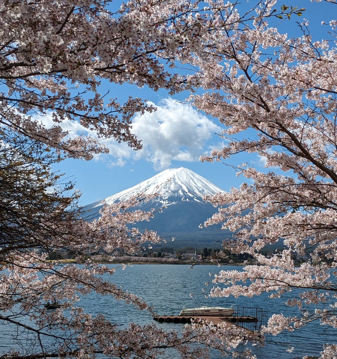 河口湖北岸からの富士山です。河口湖の桜は見事に満開。富士山とのコラボレーションは最高です。
#富士山　#富士五湖　#河口湖　#桜満開　#fujisan　#mtfuji