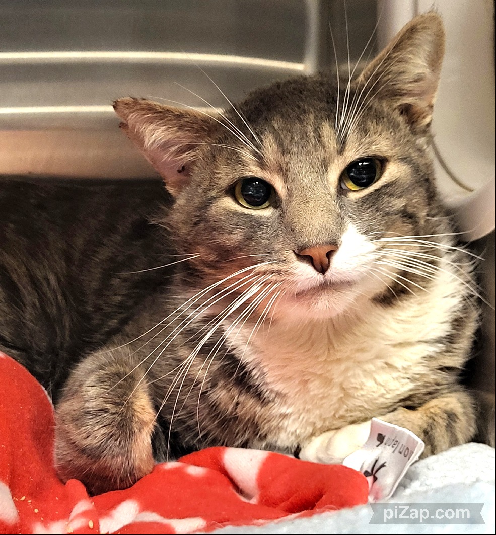 newhope.shelterbuddy.com/Animal/Profile… 🆘️Finley🆘️ TBD 4/18/24 at 12PM Finley is a sweet handsome boy 5 Years Old Found/Stray💔 Afraid in the shelter Needs patience/love in his new home 🏡 🆘️Save Finley Adopt/Foster/Pledge He could DIE Thursday New Hope Rescue Only #SaveMe #NYC