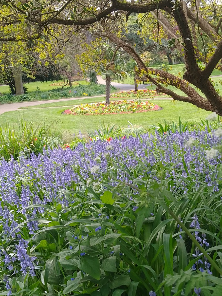 Spring 2024 Tower Gardens Chelmsford West. <a href="/BBCEssex/">BBC Essex</a> <a href="/BBCLookEast/">BBC East</a> #Spring2024