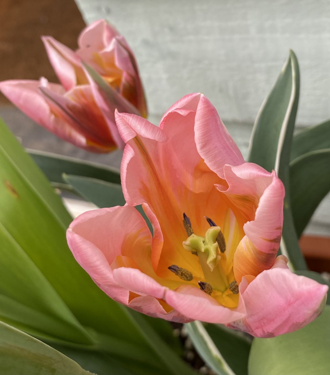 TriciaNo2's tweet photo. Weโre now in double figures 11.7ยฐc and mostly sunny, lighter wind. Lovelyโฆ
Tulips ๐ท in the sunshine โ๏ธ
#tulips #wednesdaysmile
#GardeingTwitter #Flowers https://t.co/acFo3VKGqU