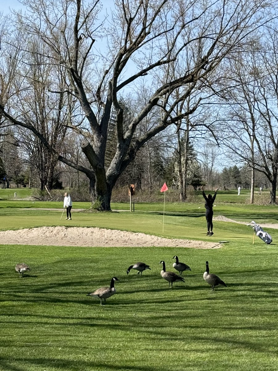 Olympia Spartans Golf tweet media