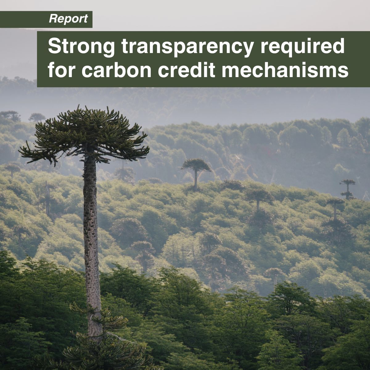 Improved transparency on carbon credit markets is essential to establish credibility of the financial mechanism &amp; for its effective functioning.

A paper explores how transparency on disclosures could benefit stakeholders involved in carbon markets: eu1.hubs.ly/H08F6h40 💸🌳🏞️