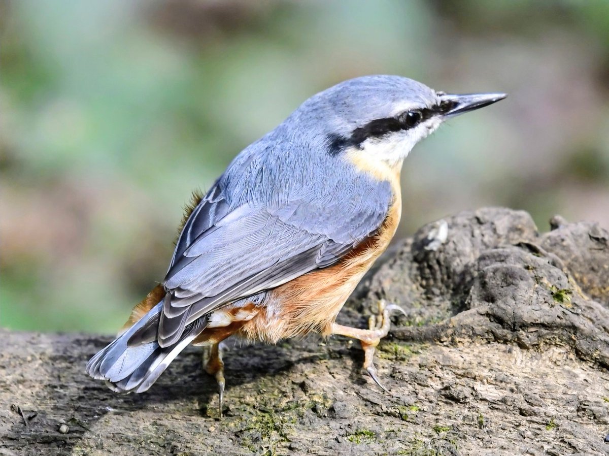 A beautifully coloured Nuthatch at Swell wood