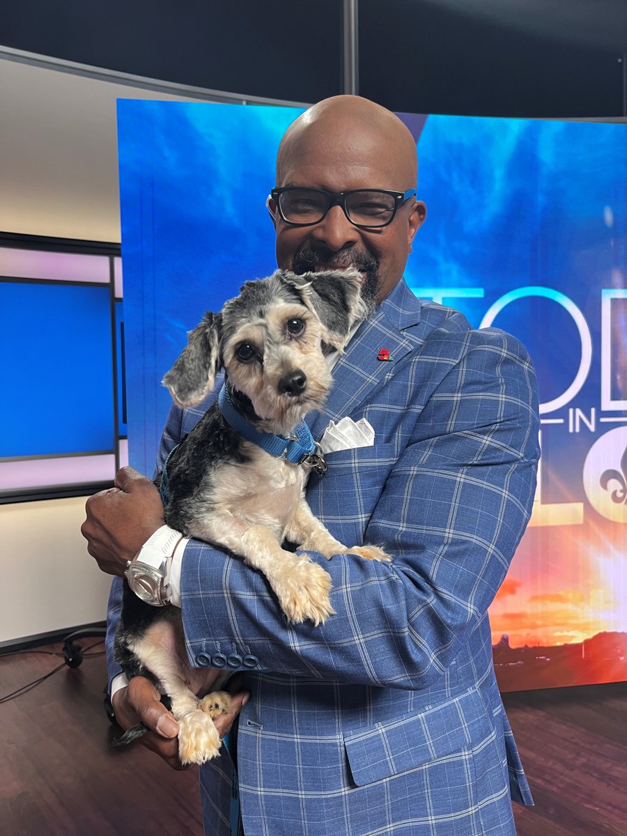 Katydid is a star! 🤩 This adorable 2-year-old Miniature Poodle mix came to HSMO as a stray. She was covered in mats and had to be shaved, but now she's a new pup!! She made her TV debut on @KSDKnews this morning Now she's ready to find her forever home - could it be you!? 💕