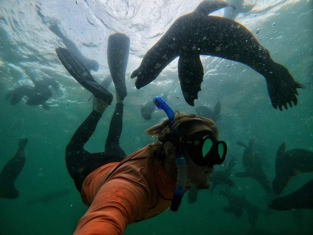 Come & play where the wild things are...🦭🦭🌊 #swimwithseals #getwetinplett #plett offshoreadventures.co.za