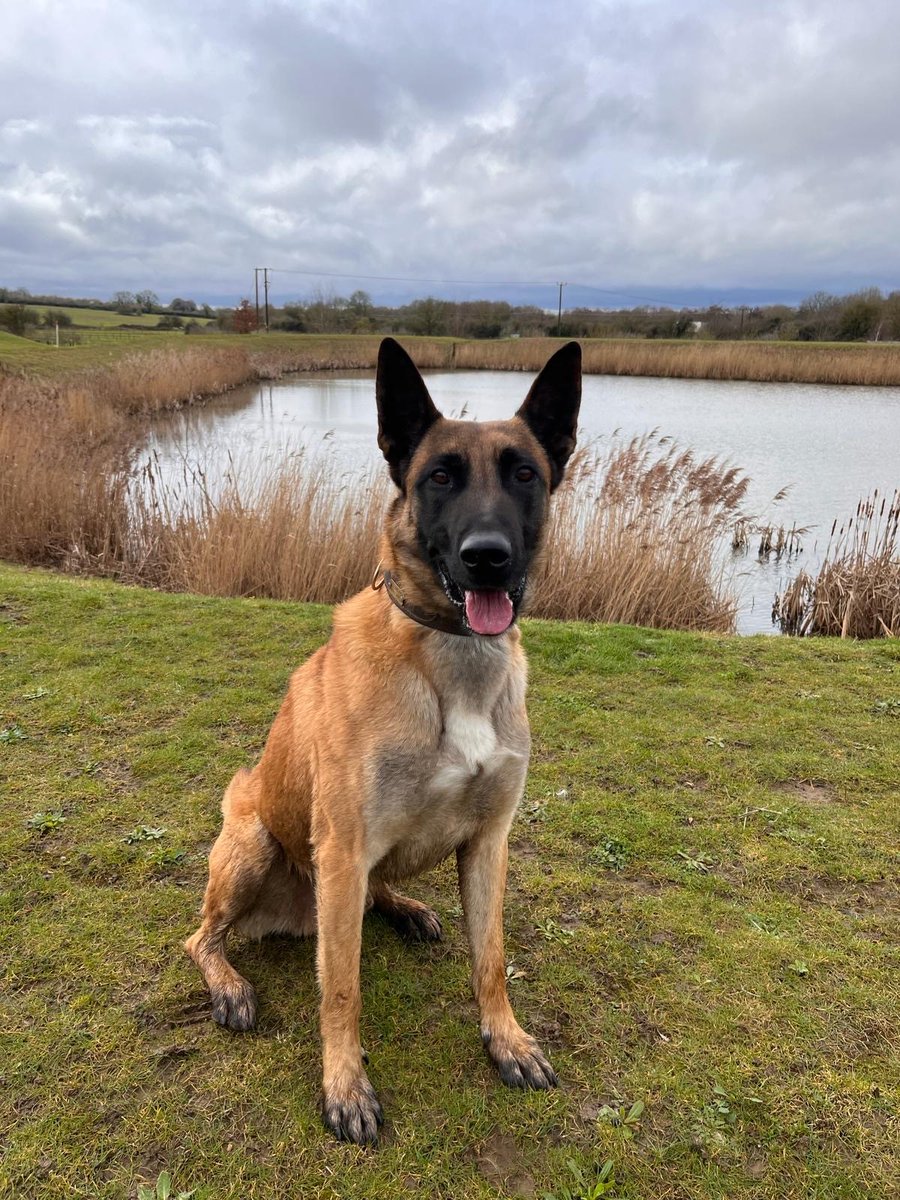 We're su-paw pleased to be welcoming PD Armour to our dog unit! He has previously been a Firearm Support Dog working with Essex police and now joins his new partner under a mentoring programme, with hope to qualify from the course this year. 🚔 #SaferCambs #TheNoseKnows