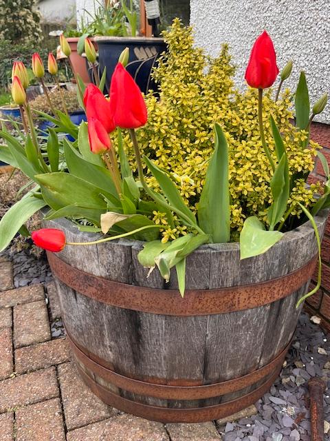 🌾Planters in the wild! Customers Joanne and Lisa have put their spring purchases to good use for a beautiful pond, water feature and growing new plants in the garden 🌻 👉 Reclaimed whisky barrel planters currently have 20% off in our spring sale: ow.ly/wQSl50RhVI7