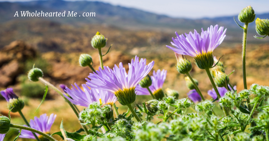 As I hiked through the preserve yesterday, it felt like I was moving through a meadow or grasslands rather than the desert. Globes of bright yellow Chamomile buds, sprays of vibrant purple sage flowers and glowing orange poppy blossoms were sprouting up. #ArizonaDesert