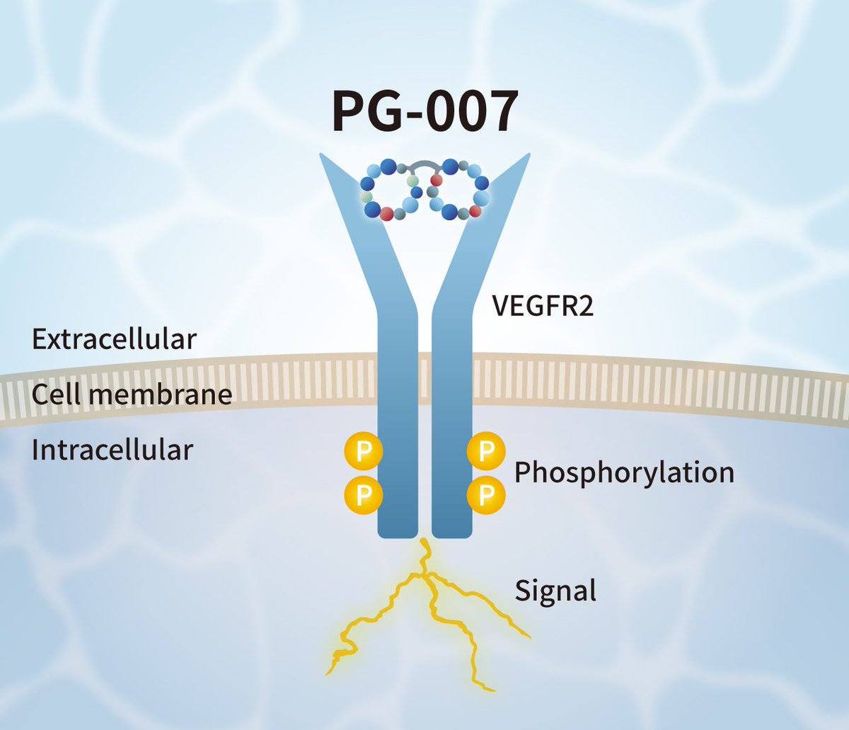 Peptigrowth chemically synthesized #peptide PG-007 possesses similar VEGFR2 #phosphorylation capability to growth factor VEGF & promote #proliferation of #iPSC-derived #endothelial cells w/out lot variability & animal associated impurity #vasculogenesis 🔗stratech.co.uk/our-partners/p…