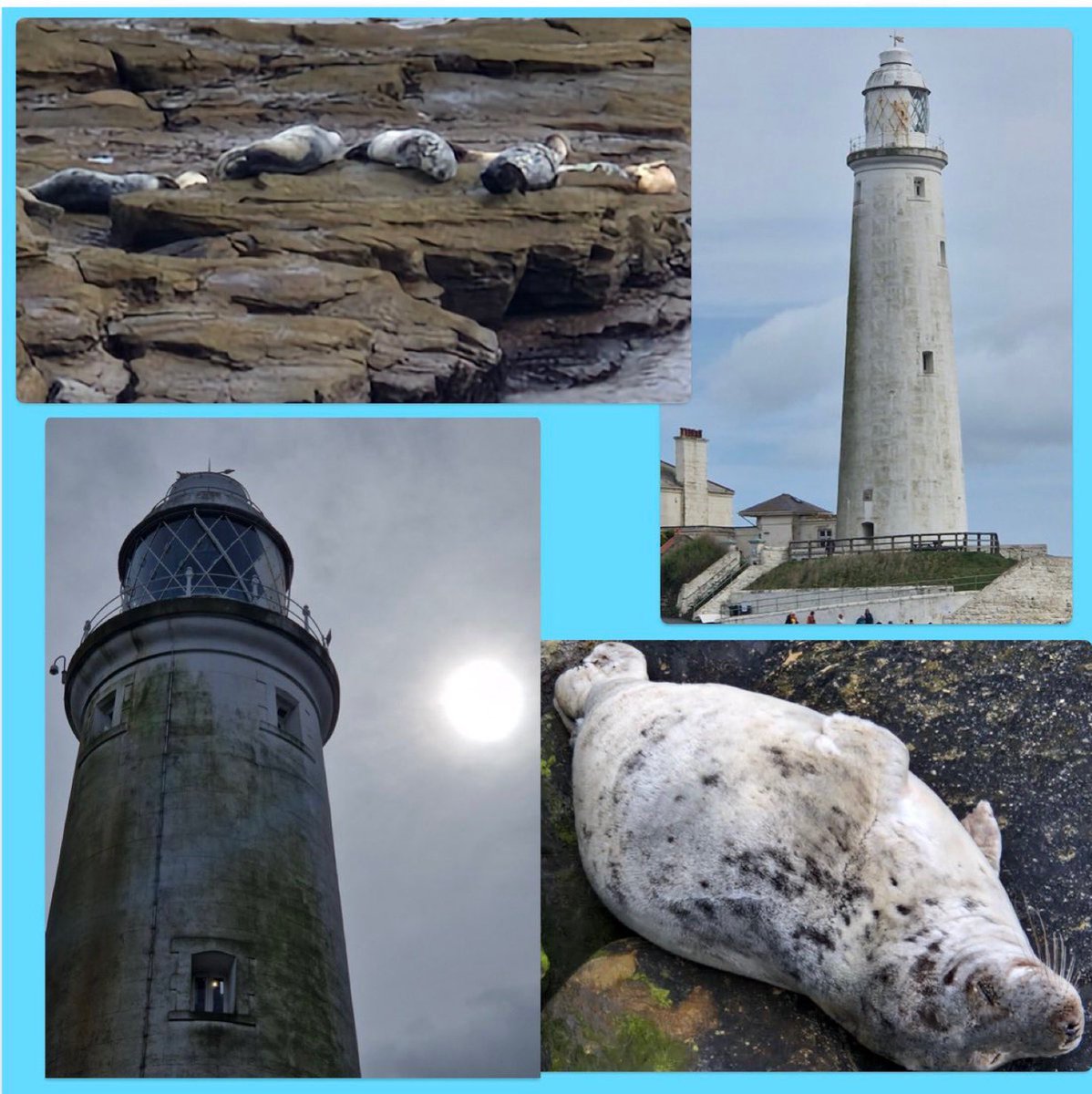 #GoodAfternoon  #TwitterFriends  doing a bit deleting from photo library and came across my lovely new friend post from down Whitley Bay last week. Giving it another show before it goes. 🥰 #DayOut  #StMarysLighthouse  #youngseal  #LovelyDay