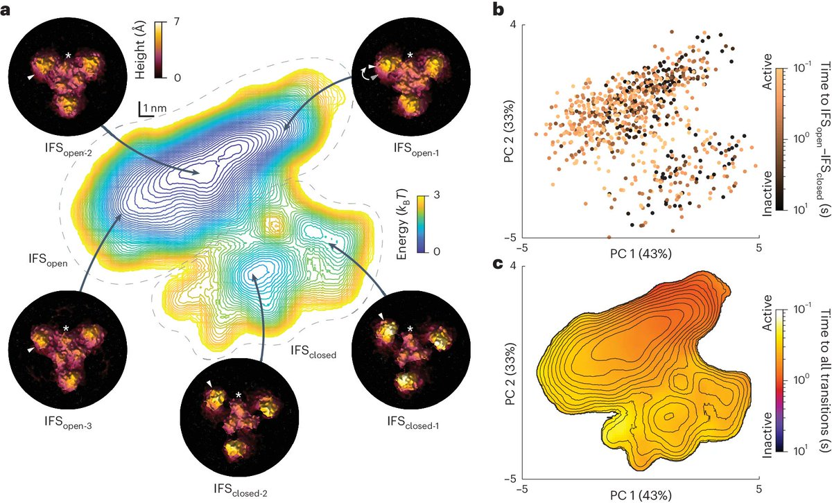 HS-AFM single-molecule structural biology uncovers basis of transporter wanderlust kinetics - now out @NatureSMB - free link rdcu.be/dE0wf @YiningJiang @BoudkerLab @MBiophys_WCMSKI @WCMResearch @WCMAnesthesia Conformational landscape of a single molecule