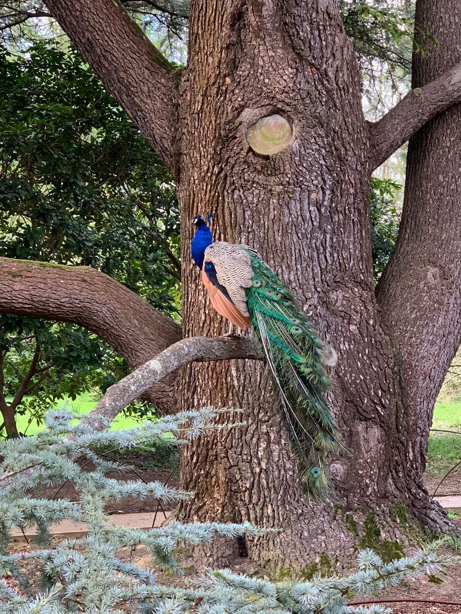 Have you spotted the peacocks at Sheffield Park and Garden yet? 🦚 Share your snaps in the comments if so! 📷 Thanks to Maria #peacock #peacocks #sheffieldpark #birds #birdlife #sheffieldpark #sussex #daysout #eastsussex #westsussex