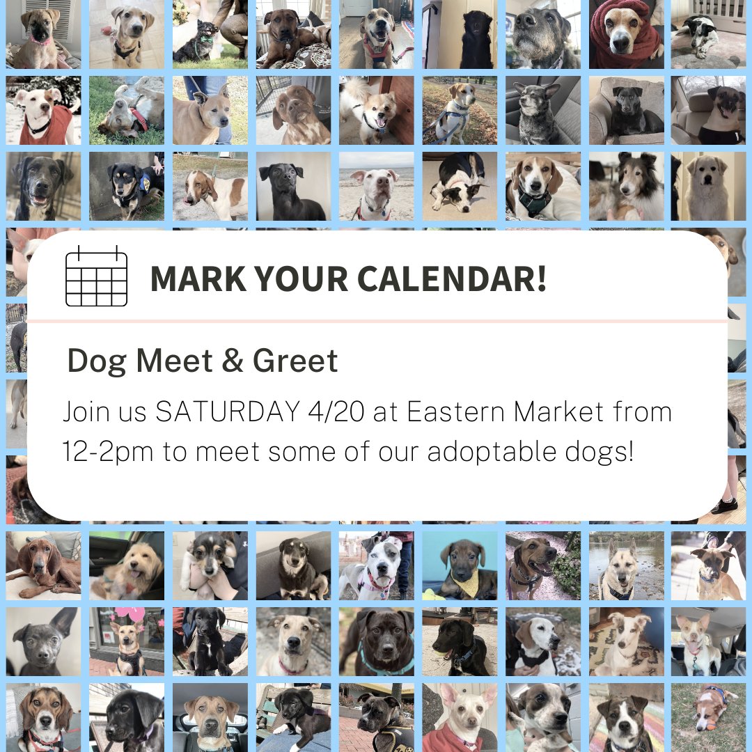 Mark your calendar! 📅🖊️ Our adoptable pups will be at Coldwell Banker Realty at Eastern Market this Saturday from 12-2pm for a meet & Greet.