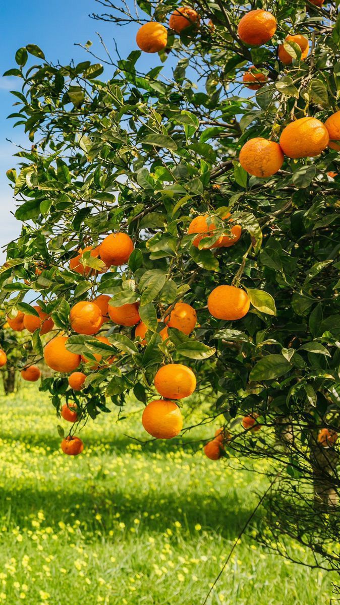 There are over 600 varieties of oranges cultivated in the World . @mynzagric254 will be taking you one by one through some of the Most common oranges we existing. Remember, for all your fruit Seedlings needs , Click this link to message us on WhatsApp: