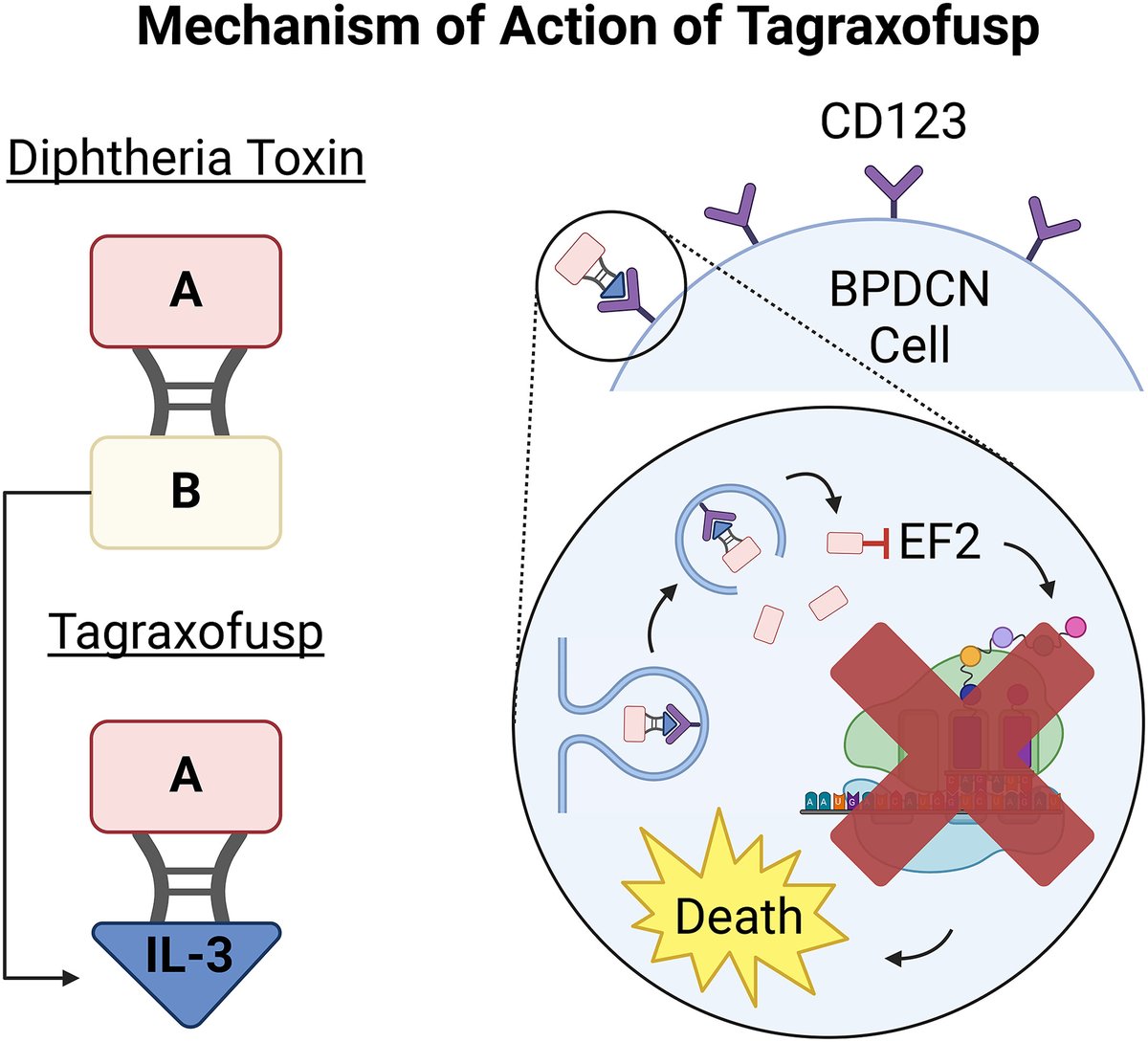 This new review article from @jenweiying, @mkonople, & @doctorpemm is all about #tagraxofusp for #BPDCN. Learn how it is being used in combination to improve outcomes in BPDCN & AML, & its developing role in other hematological malignancies: acsjournals.onlinelibrary.wiley.com/doi/10.1002/cn… @OncoAlert