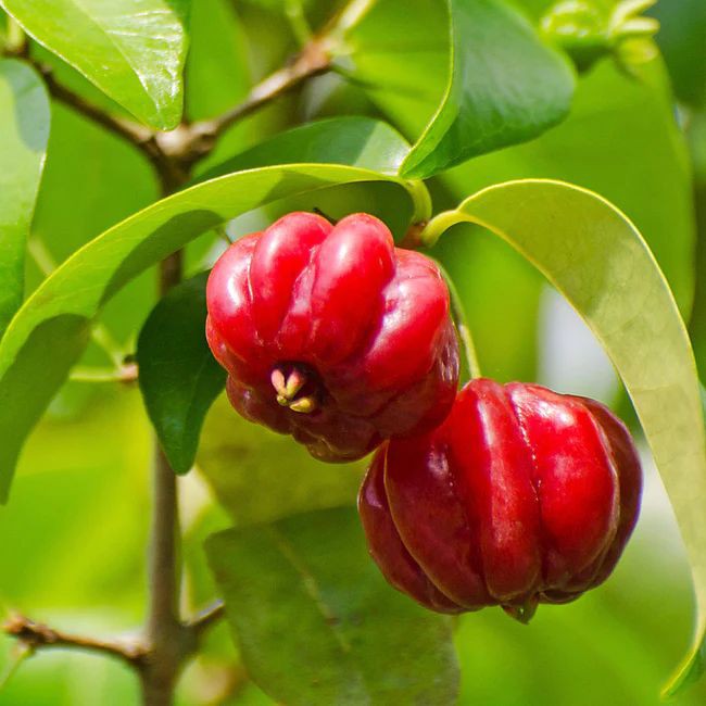 Brazilian cherry, also known as Grumichama or Surinam cherry 🍒 is a fruit tree that is native to Brazil, but can also be successfully grown in other parts of the world 🌎 its popularity is growing due to its sweet and juicy fruits, ornamental value, and potential for