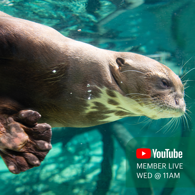 Members, get ready for an otter-ly good time on YouTube Live at 11am CDT with our giant river otters. Log in to the Member Portal to get exclusive access to tune in!