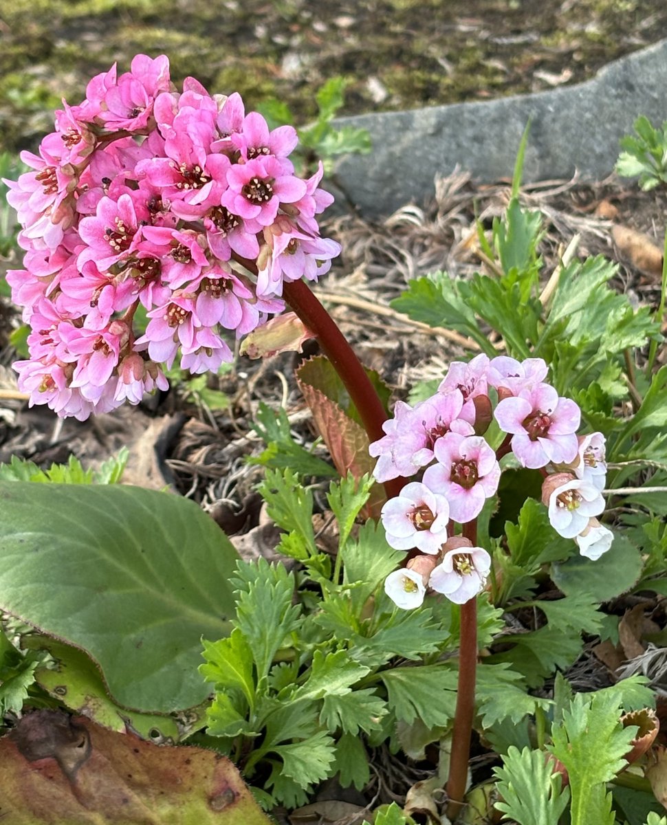 🍀おはようございます☀️ 🍀週の半分を頑張りました😀 🍀今日は黄砂がスゴイみたい☁️ 🍀寒さに強いヒマラヤユキノシタ💐 🍀原産地もヒマラヤなの⛄️ 🍀ちなみに平山さんと10回言ってみるクイズ🤣 🍀随分前に流行りました😆 🍀今日も楽しく過ごしましょう🌈 #TLを花でいっぱいにしよう #相互フォロー