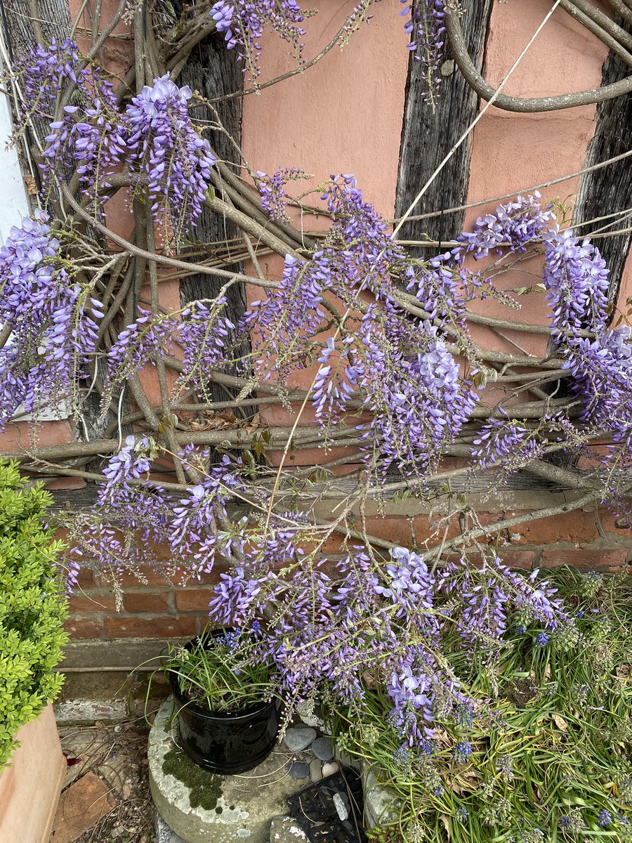 My wisteria is coming into bloom.!!
