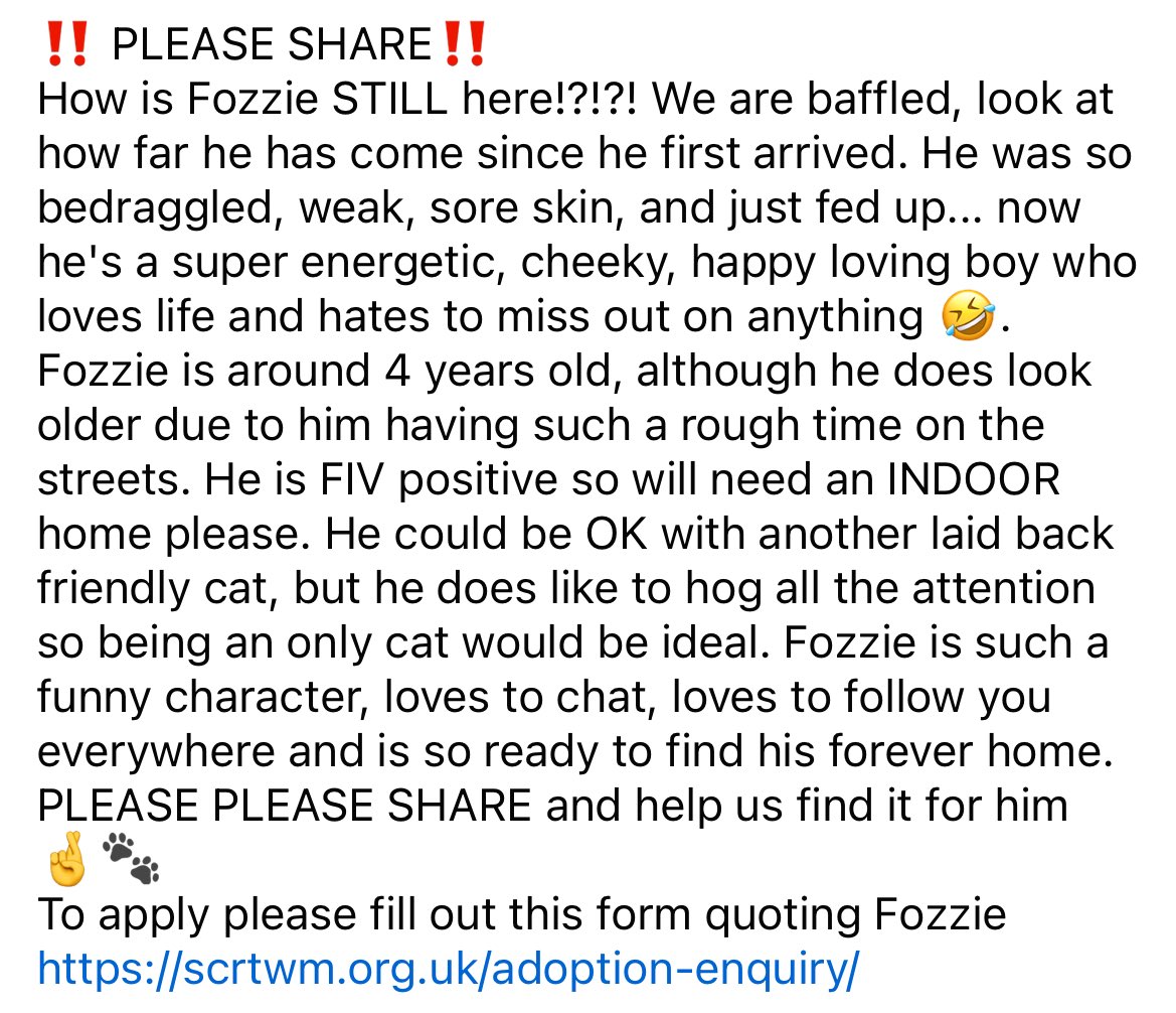 ‼️ PLEASE SHARE‼️ How is Fozzie STILL here!?!?! PLEASE PLEASE SHARE and help us find it for him 🤞🐾 To apply please fill out this form quoting Fozzie scrtwm.org.uk/adoption-enqui…