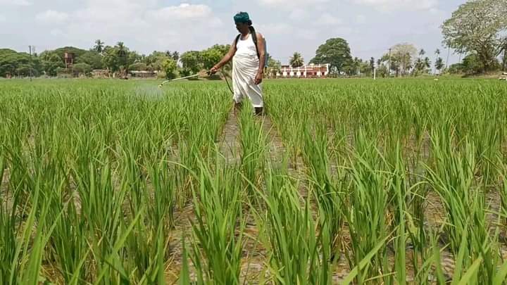 Peter_Offl's tweet image. டெல்டா மாவட்ட விவசாயிகளின் பாதுகாவலனே!!  💚🌾🥰

#நமதுசின்னம்மாம்பழம்
#VoteForMango