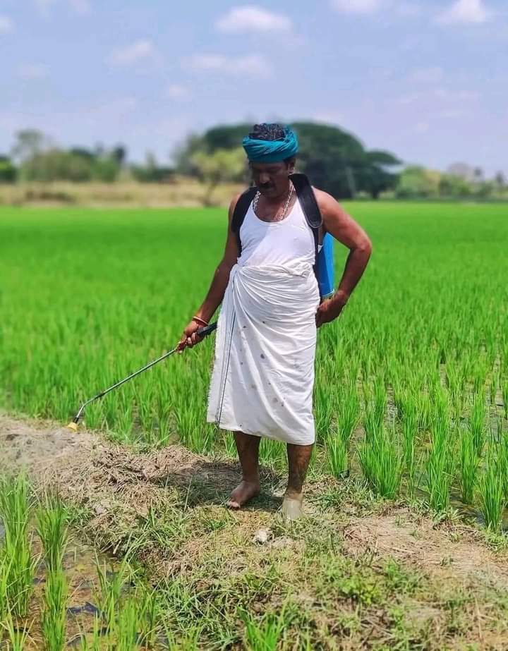 Peter_Offl's tweet image. டெல்டா மாவட்ட விவசாயிகளின் பாதுகாவலனே!!  💚🌾🥰

#நமதுசின்னம்மாம்பழம்
#VoteForMango