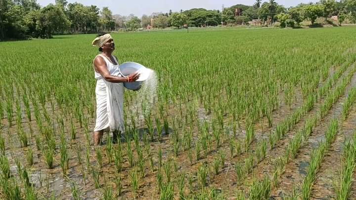 Peter_Offl's tweet image. டெல்டா மாவட்ட விவசாயிகளின் பாதுகாவலனே!!  💚🌾🥰

#நமதுசின்னம்மாம்பழம்
#VoteForMango