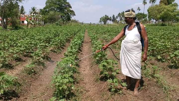 Peter_Offl's tweet image. டெல்டா மாவட்ட விவசாயிகளின் பாதுகாவலனே!!  💚🌾🥰

#நமதுசின்னம்மாம்பழம்
#VoteForMango