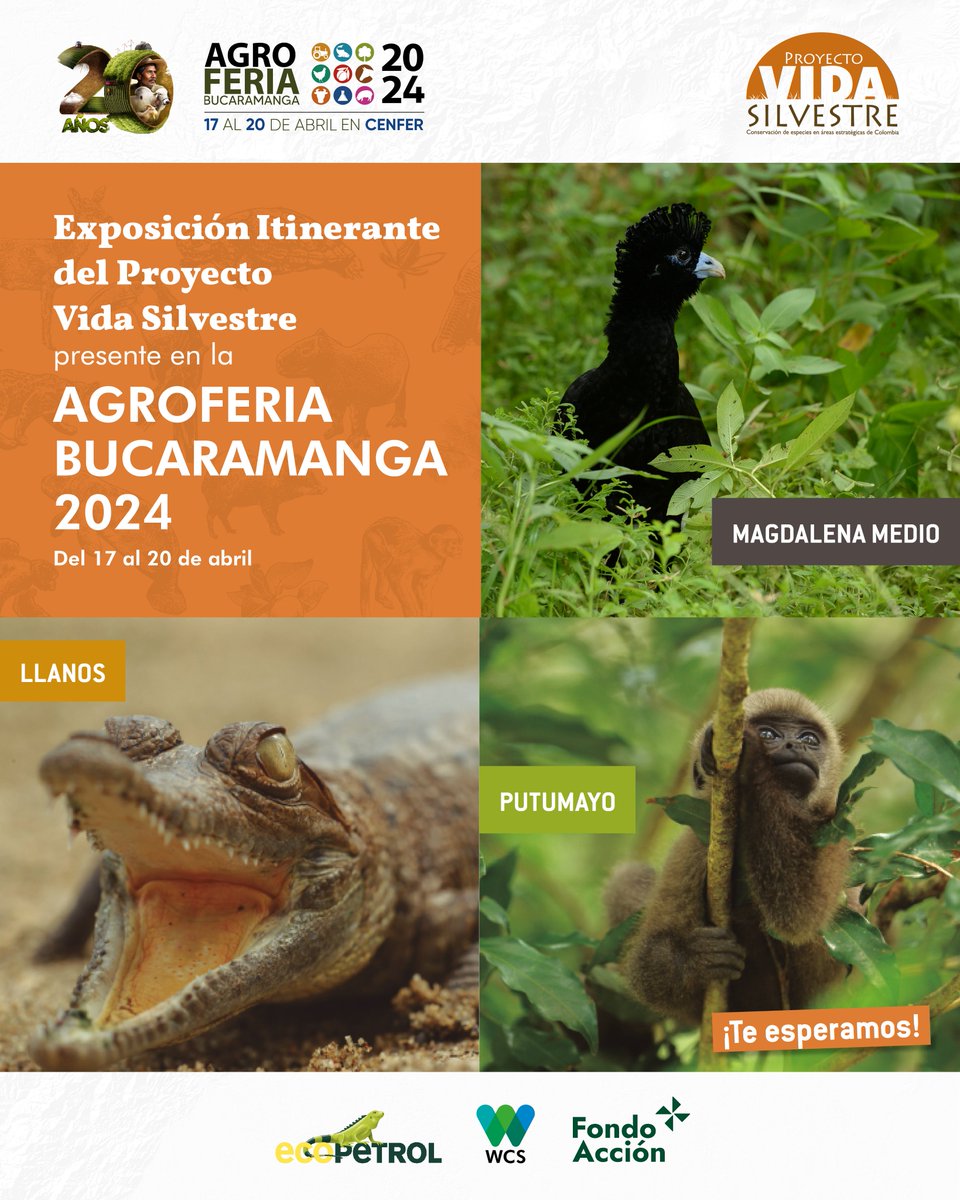 ¡Invitación! 📢 📍¡La exposición itinerante del #ProyectoVidaSilvestre llega a Santander! Visita la Agroferia 2024 en @CenferSA. 🐾Ven a conocer los resultados de trabajo por la conservación de 15 especies que se hallan en distintos grados de amenaza en 3 regiones del país.