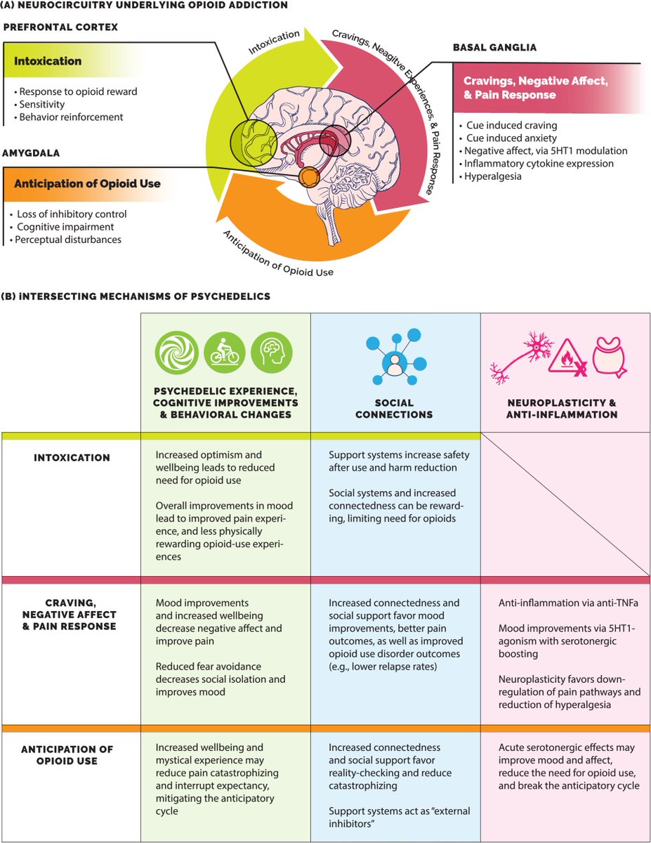 JPDeAquinoMD's tweet image. Our latest paper explores the potential of #psychedelics in treating chronic #pain &amp;amp; #OpioidUseDisorder. 

Given rising opioid challenges, we delve into novel approaches that could reshape pain management with @JeremyWeleff, @jcnunes_md and others. 

bpspubs.onlinelibrary.wiley.com/doi/10.1111/bc…