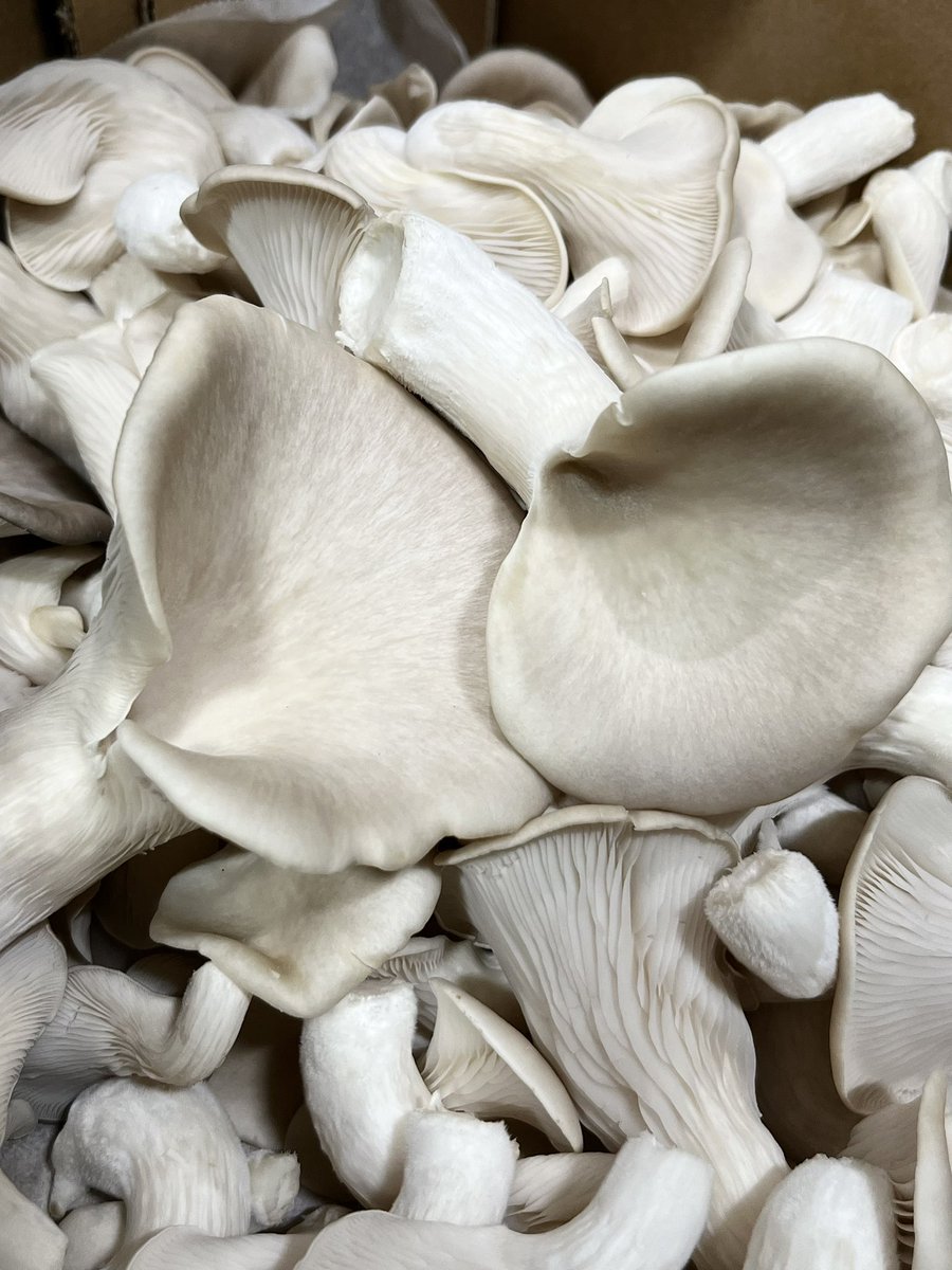 Boasting unrivalled colour and flavour, our British grown Oyster Mushrooms are grown with care and dedication using only natural cultivation methods. Available to order here > bit.ly/4adOhWr