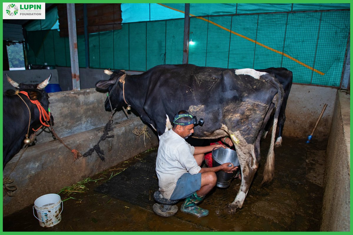 LupinCSR's tweet photo. At 45, Hanumant Kisan Ghare isn't just milking cows; he's milking opportunities. 

Thanks to the support of @LupinCSR  and @AtlasCopcoIndia Ltd, Hanumant bought a jersey cow and transitioned from one cow to a thriving dairy enterprise in Mulshi block, Pune, #Maharashtra. 🥛🐄 https://t.co/Ubrbda9prX