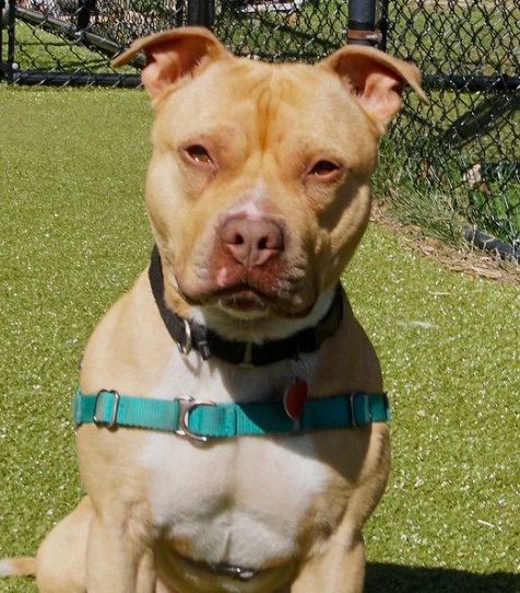 ScituateAnimalS's tweet photo. I'm starting to lose hope.😫
I've been here for so long &amp; I'm such a sweet dog. 
I just want someone to love me. ❤️
Please spread the word?  My profile is below🙏
xxxx Travis
PS I'm only 35 lbs soaking wet
#AdoptDontShop 
https://t.co/yp8pAvM0Da https://t.co/j95DRiXfmO