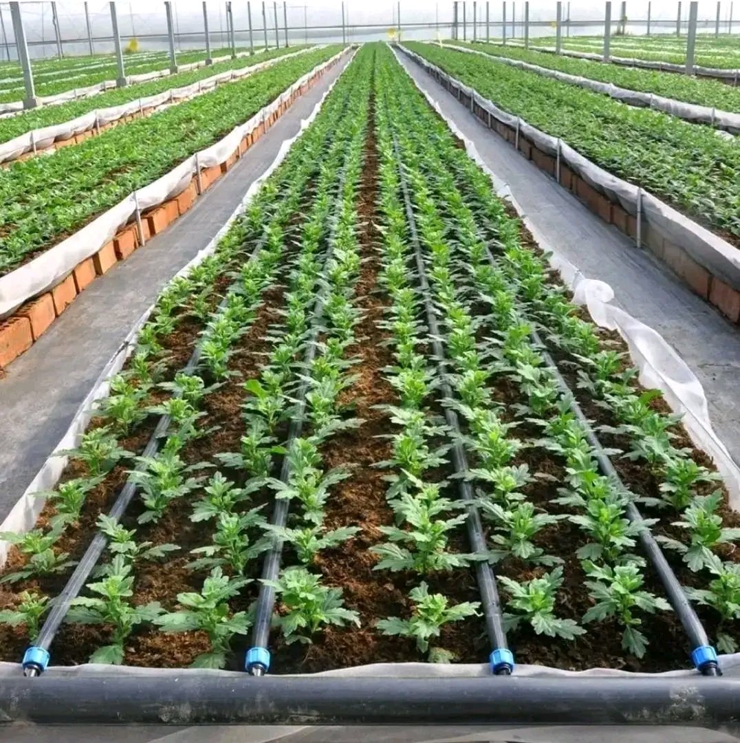 IRRIGATION TIPS 

1. Use efficient irrigation systems: Consider using drip irrigation or micro-sprinklers instead of traditional overhead sprinklers. These systems deliver water directly to the plant roots, minimizing water loss through evaporation.

2. Schedule irrigation