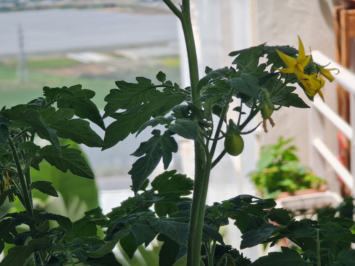 Pasaron unos días más. Una jungla de hojas de tomatera aromáticas y deliciosas sale de esa maceta, y estas preciosas flores amarillas, y he aquí: ¡los 2 primeros tomates! :-)))))) Yo no hice nada. Sólo puse contigo los tomates en tierra, y los dejé donde les cae lluvia y les da…