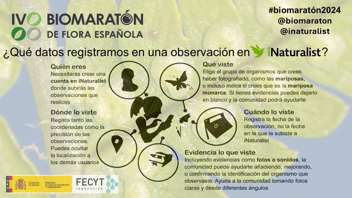 Como ya os comentamos, @inaturalist nos permite ayudar a crear un mapa 🌍 con la distribución de la #FloraEspañola 🌱 Para ello utilizamos las #observaciones que son registros de organismos vivos (en nuestro caso, del mundo vegetal) en un tiempo y lugar precisos. #Biomaratón2024