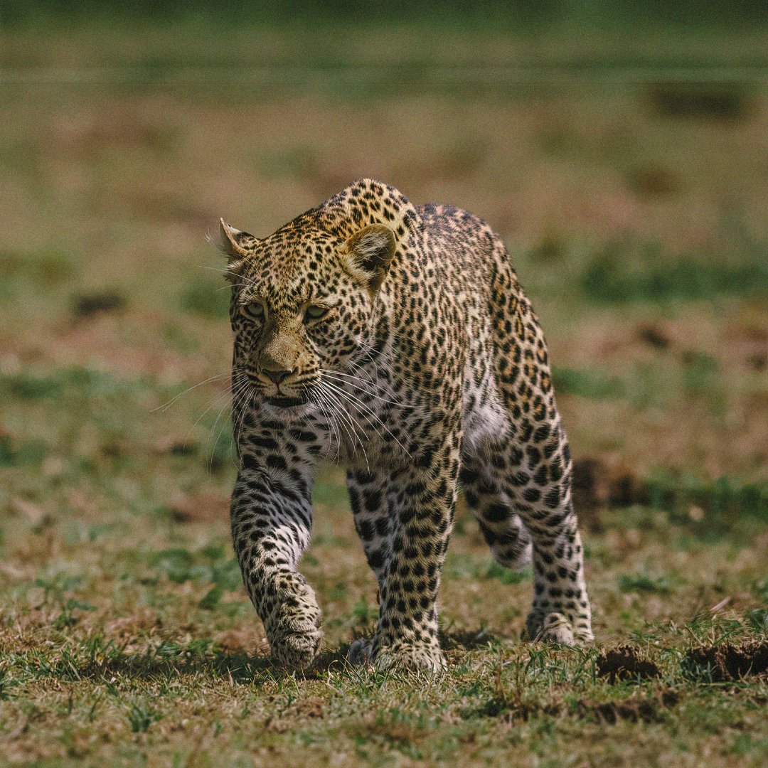 TripsUntou8761's tweet photo. Step into the world of stealth and grace with us as we encounter the elusive leopard prowling through the Maasai Mara.

Known for their stunning spotted coats and unmatched hunting prowess, these majestic big cats captivate with every step.

#magicalkenya #Trending #Big5 https://t.co/ljMTztIGhp