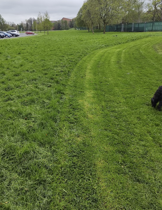 There's something very satisfying about the contrast between a mown path and a sward of long grass (managed for #biodiversity by @QUBelfast @greenatqueens) It's its first year and will be fasinating to see how it evolves.