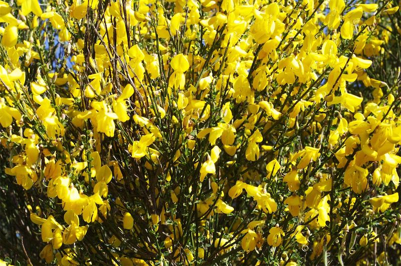 When the yellow’s on the broom, when the yellow’s on the broom, Oh, I’ll tak’ ye on the road again when the yellow’s on the broom… —Adam McNaughtan, “Yellow on the Broom” Inspired by Betsy Whyte’s 1979 autobiography THE YELLOW ON THE BROOM: The Early Days of a Traveller Woman