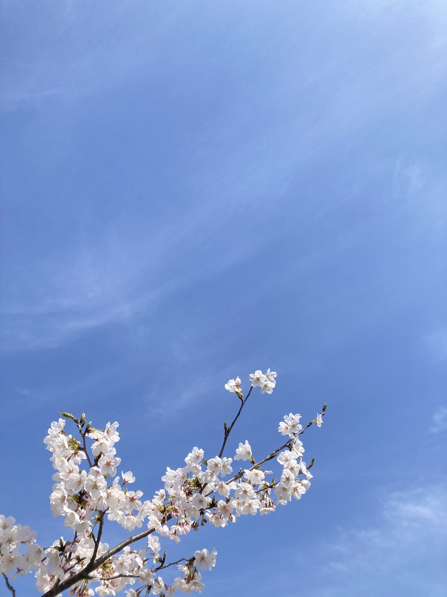 #羽生結弦さんに春を届けよう
#YUZURU空倶楽部