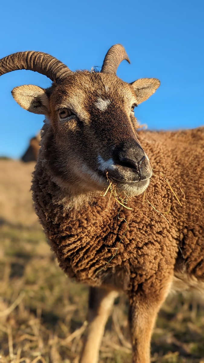 Ewe won't believe it! All 24 of a farmer's precious rescue sheep, including 3 rams, have gone missing from Pembury! 🚜 Farmer's on the hunt for dashcam footage of any suspicious sheep-loading activity from April 12th-15th. Let's help bring these rescue sheep home safely! 🐏