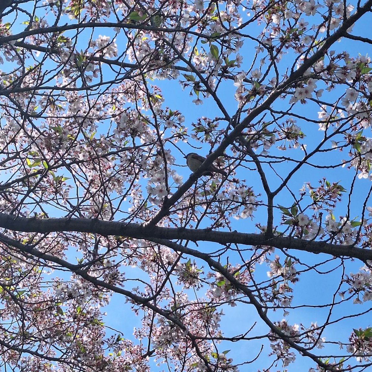 Dr Marta PerezFernandez tweet media